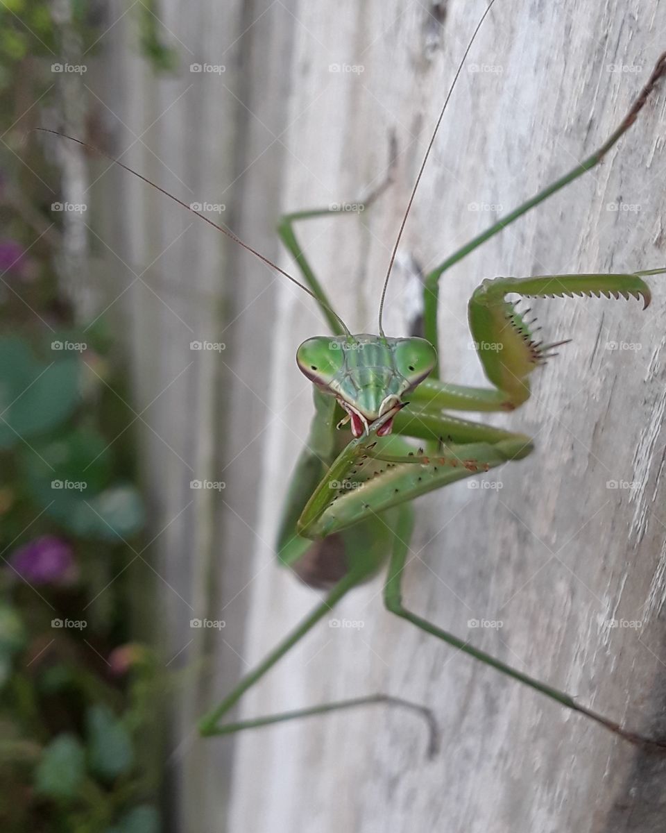 Grasshopper, Insect, Mantis, Antenna, Invertebrate