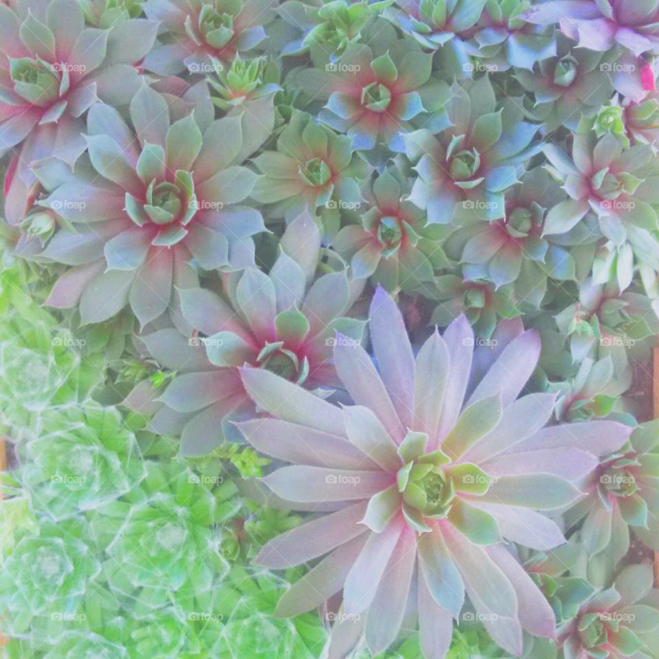 saturated succulents