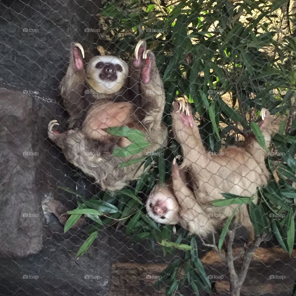 Cute Sloths 