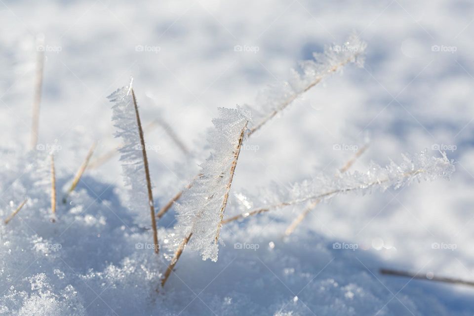 Snow covered ground and closeup of frost on the grass on a sunny winter day outdoors 