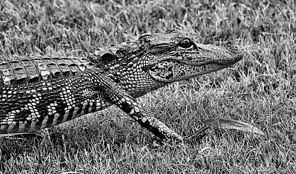 Close-up of a alligator on the grassy land
