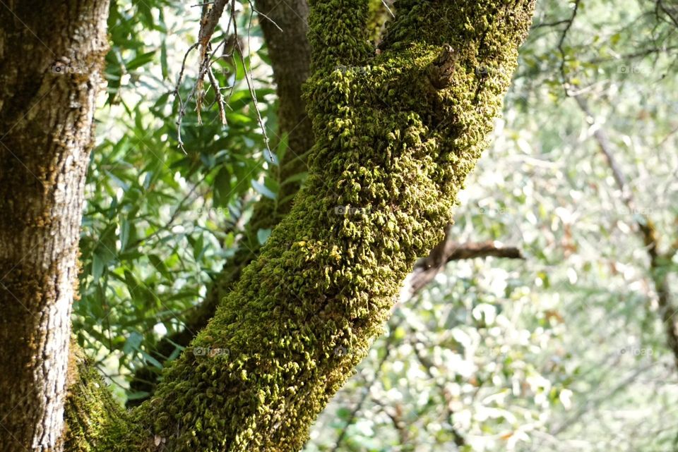 tree moss