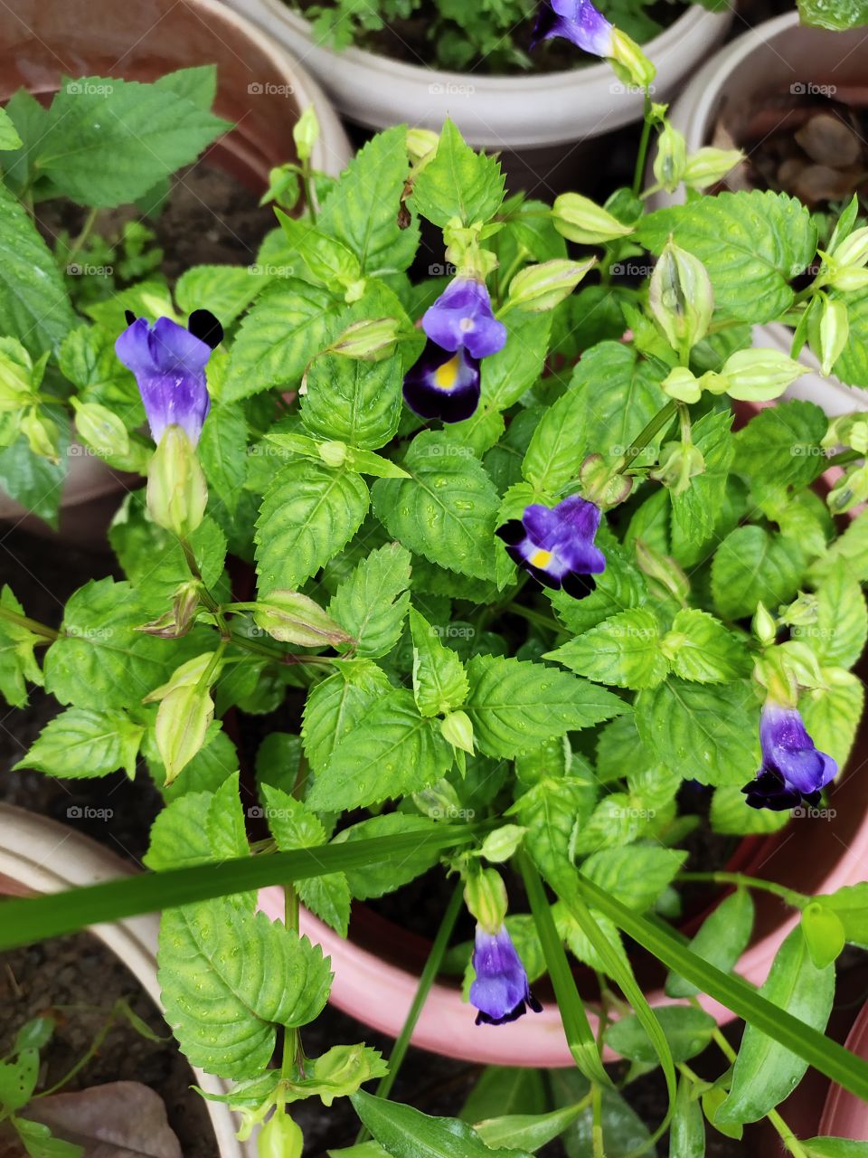 📷👁️📷📷
Wishbone or Torenia Flowers 🌼🌼
Grooming Beauty
Flora of Nature