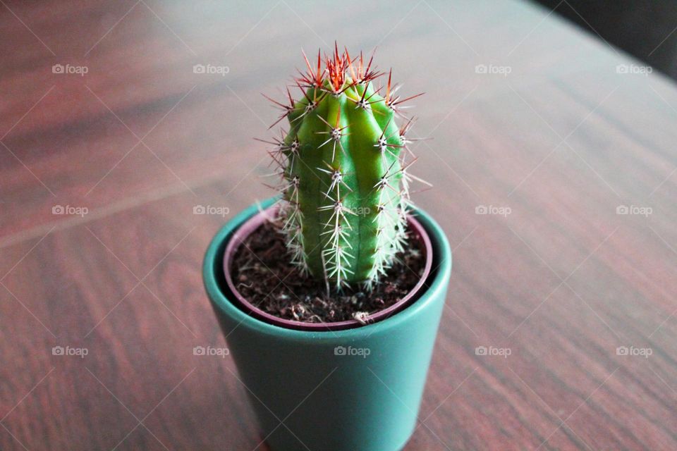 Tiny cactus on the table