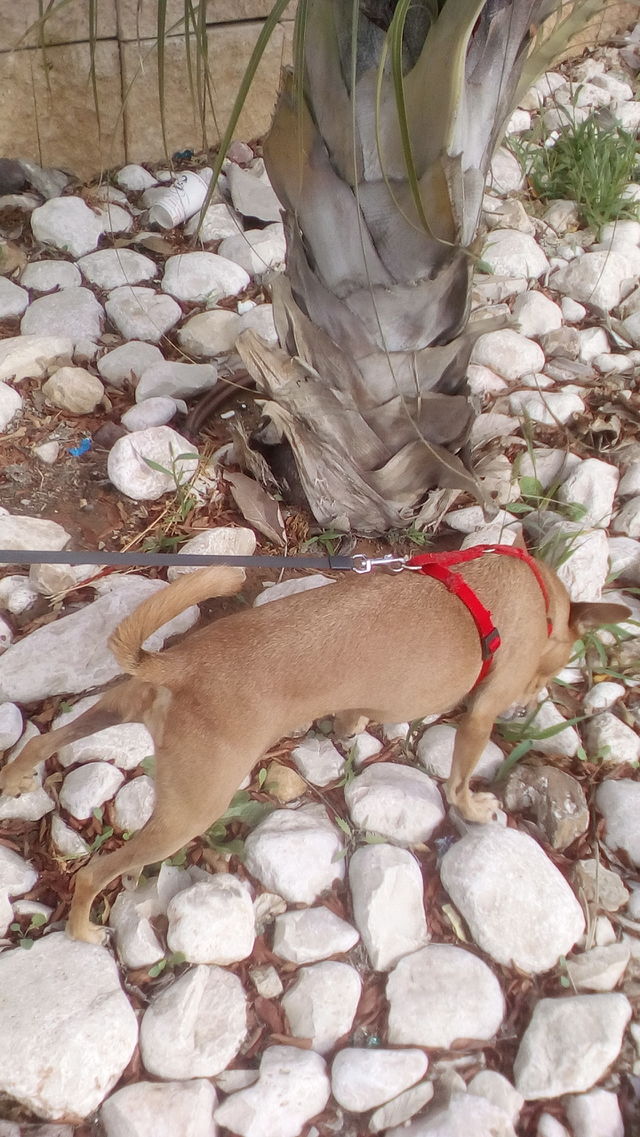 dog on stone in nature eat grass near palm