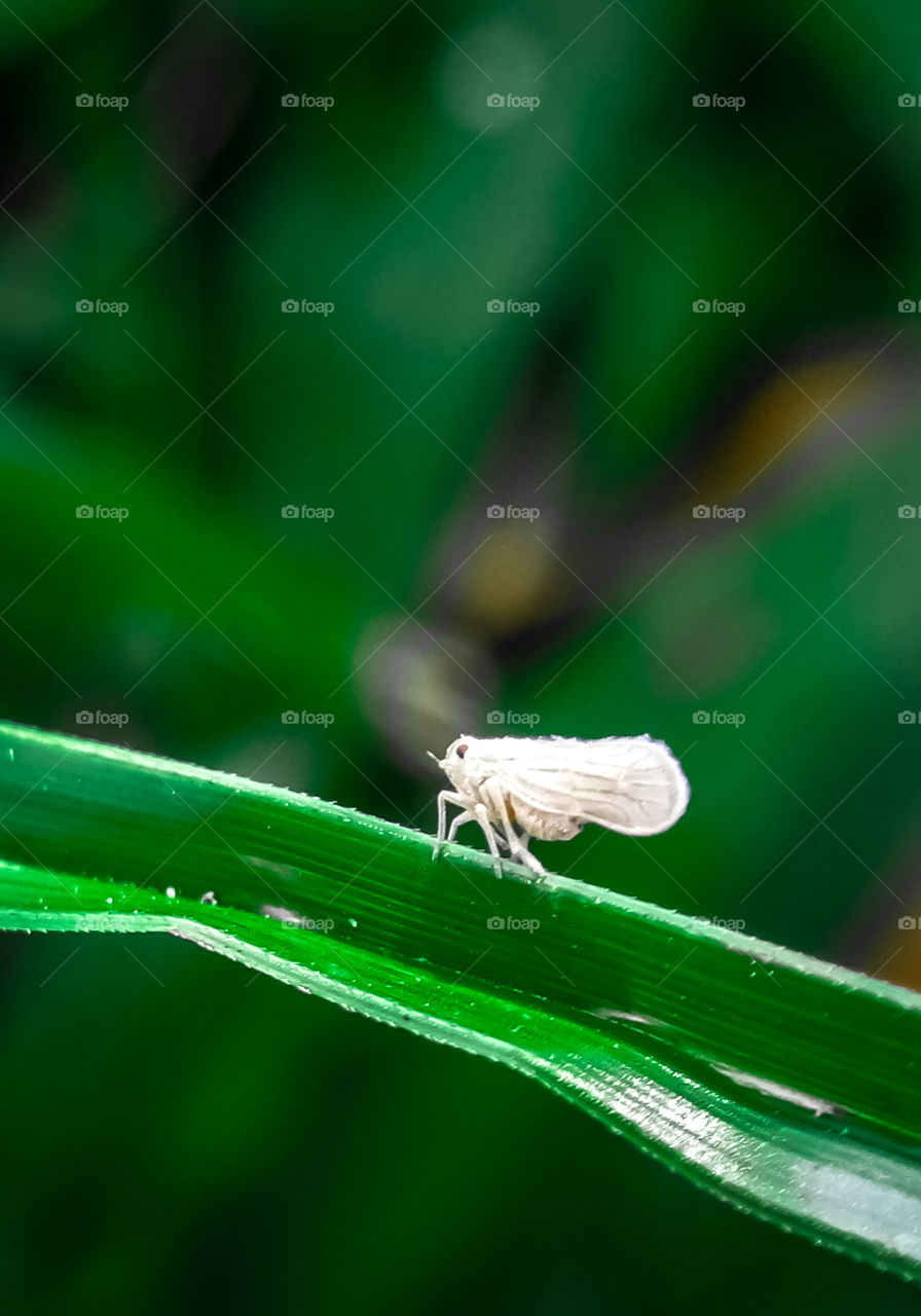 closeup small butterfly white color