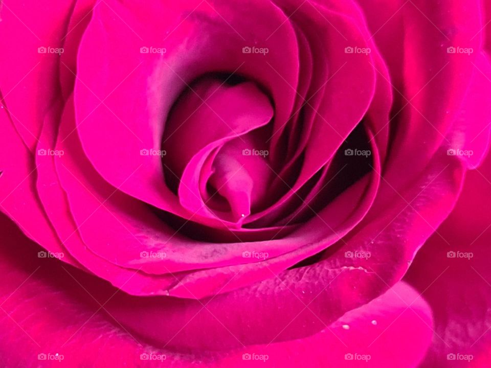 Close up rose