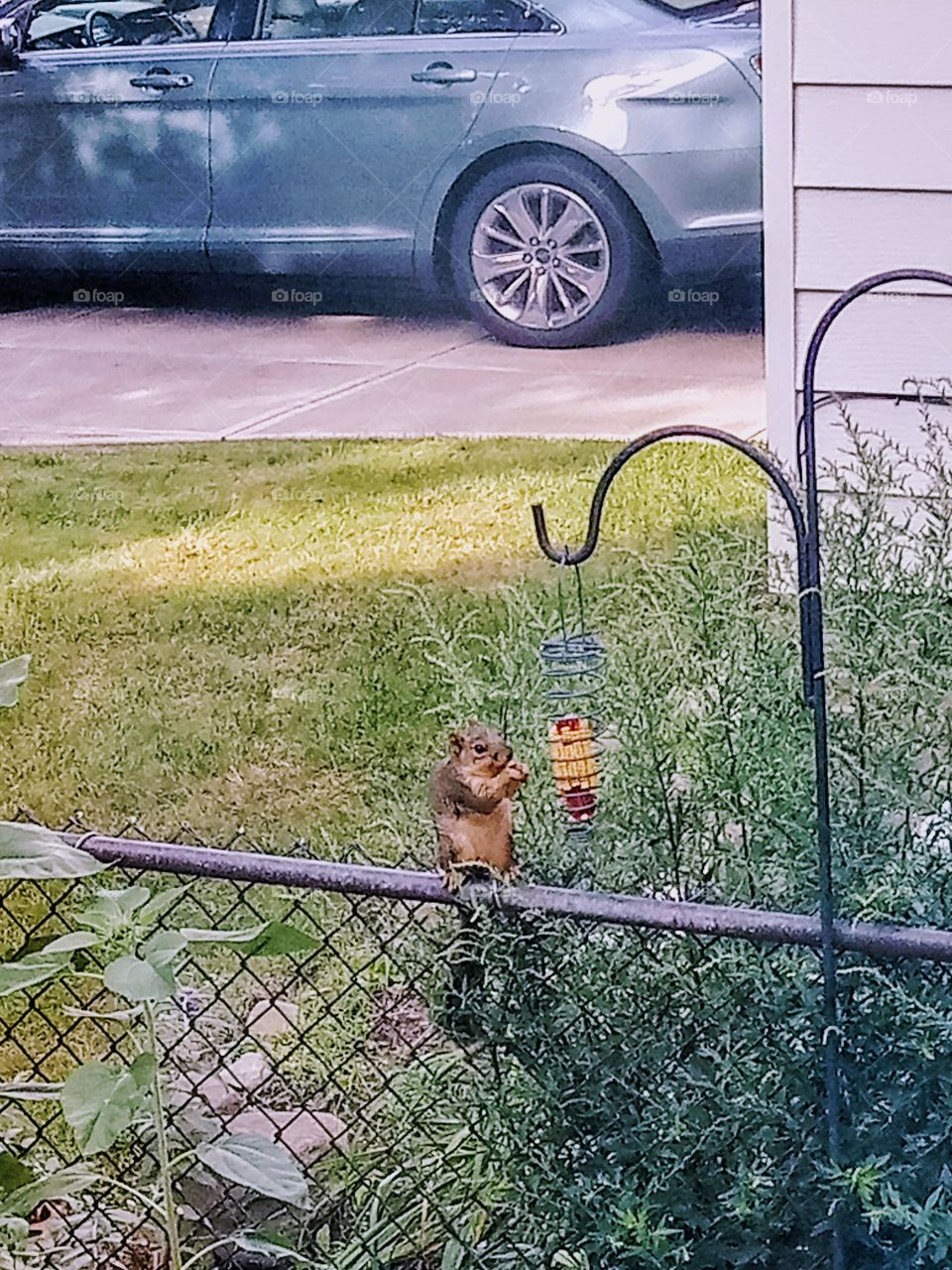 Corn feeder squirrel