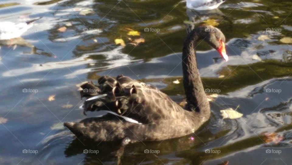 elegant black swan