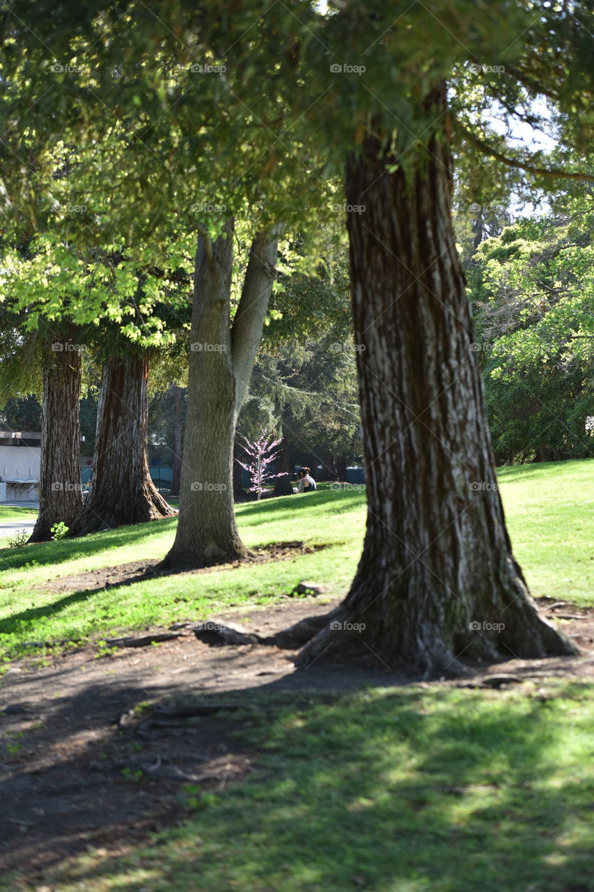 Row of trees in a public open space