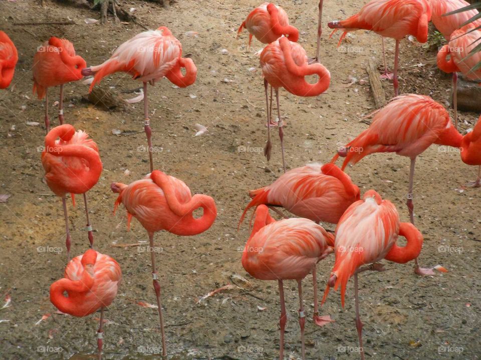 Flamingo, Bird, Nature, Exotic, Tropical