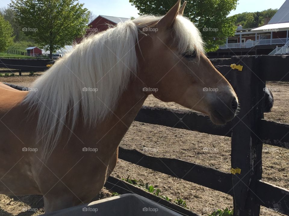 Horse, Mare, Cavalry, Equine, Stallion