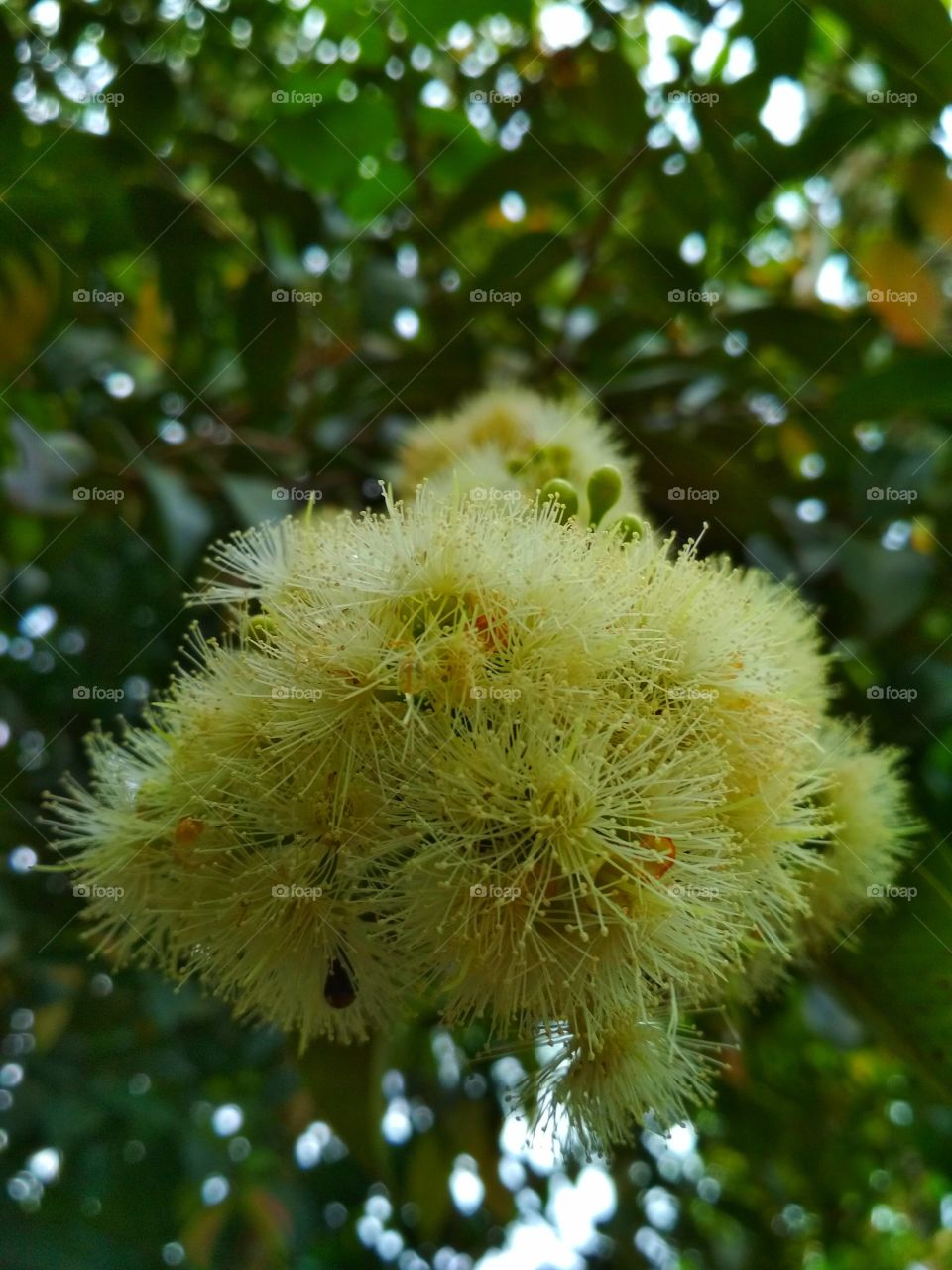 Pollen petals blossom