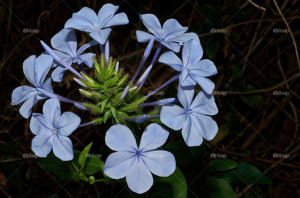 nature flower blue petal by resnikoffdavid