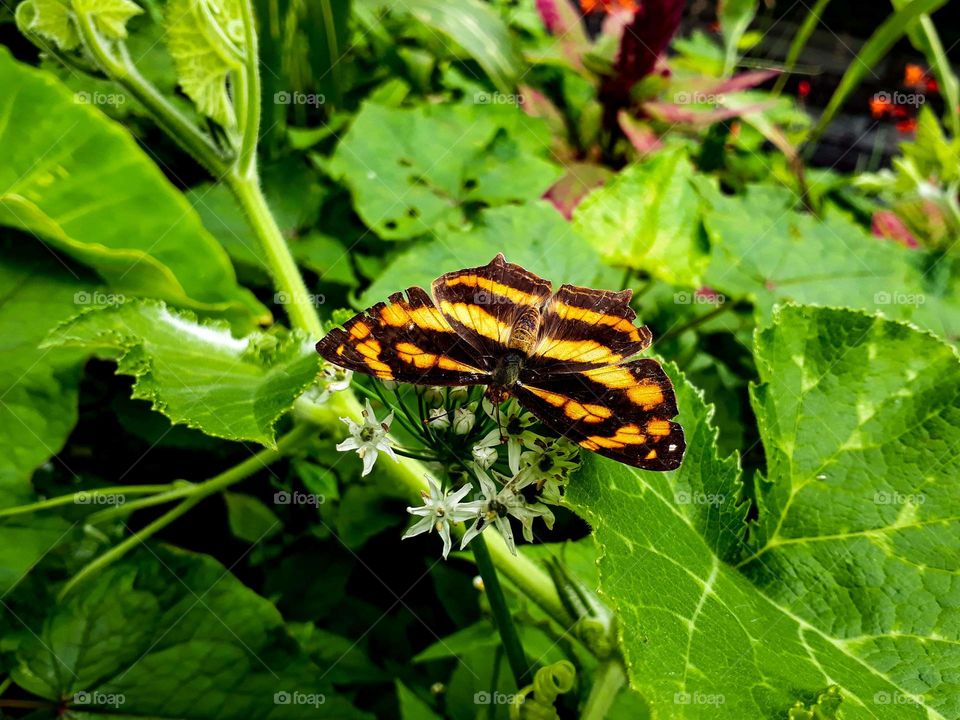 Beautiful butterfly perching on tiny flowers