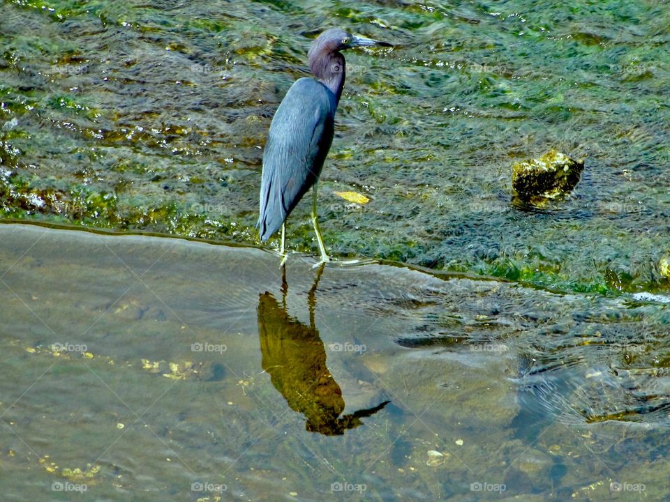Blue heron