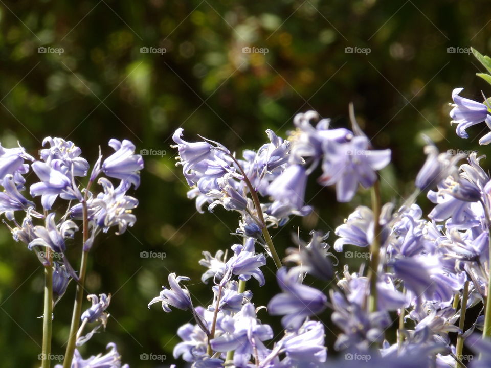 Bluebells