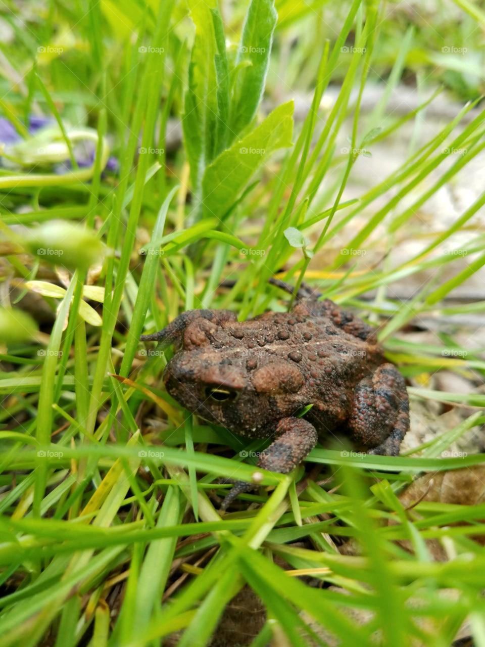 Toad