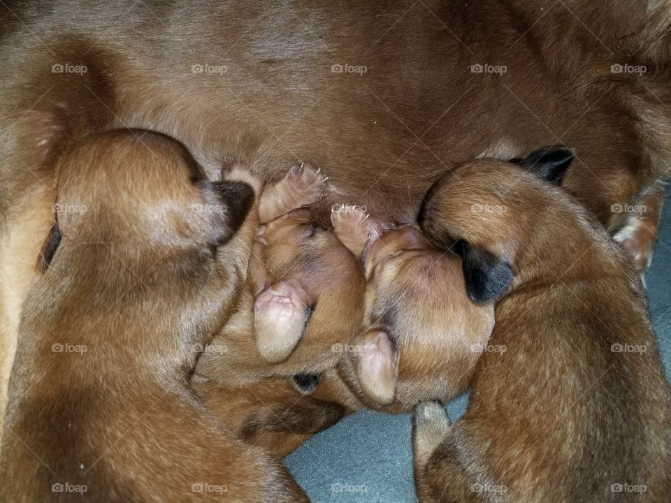 Chiweenie Puppies Nursing on Mom Chihuahua Dog