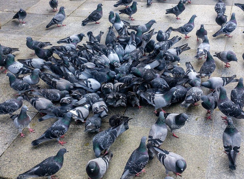 Pigeons in the town square 🕊️🕊️🕊️