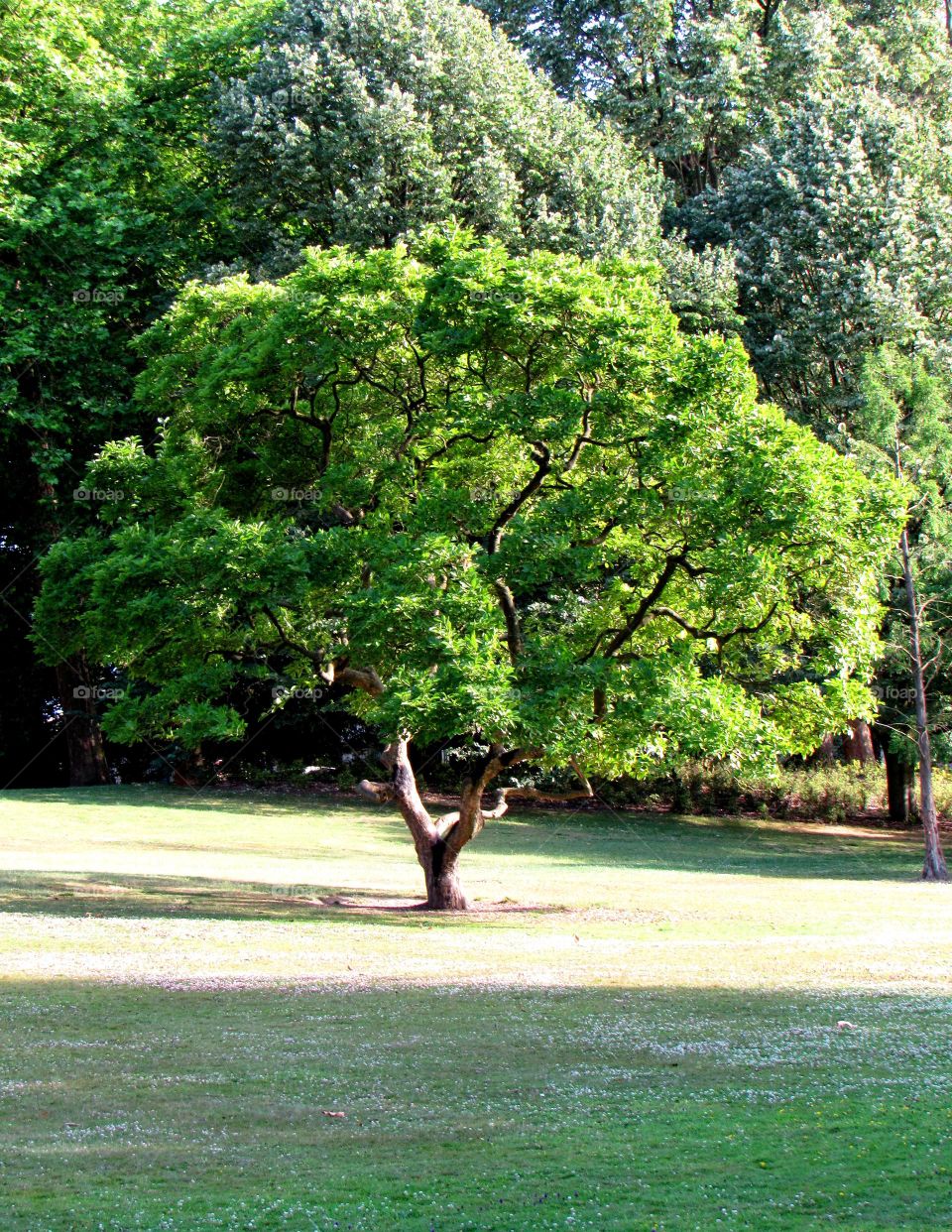 majestic tree