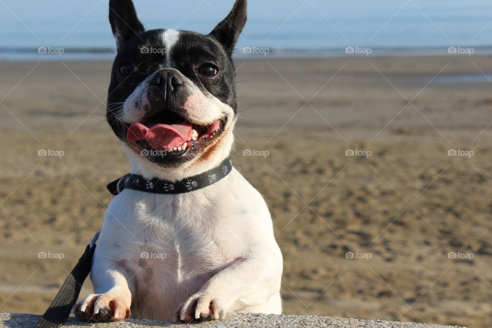 french bulldog happiness