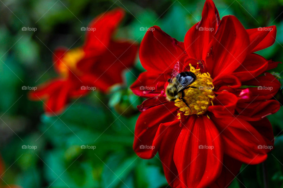 bee and red flower
