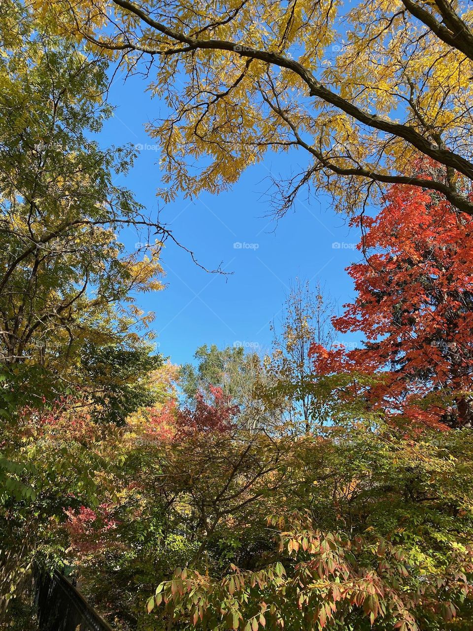 Colorful leaves with bright and clear sky