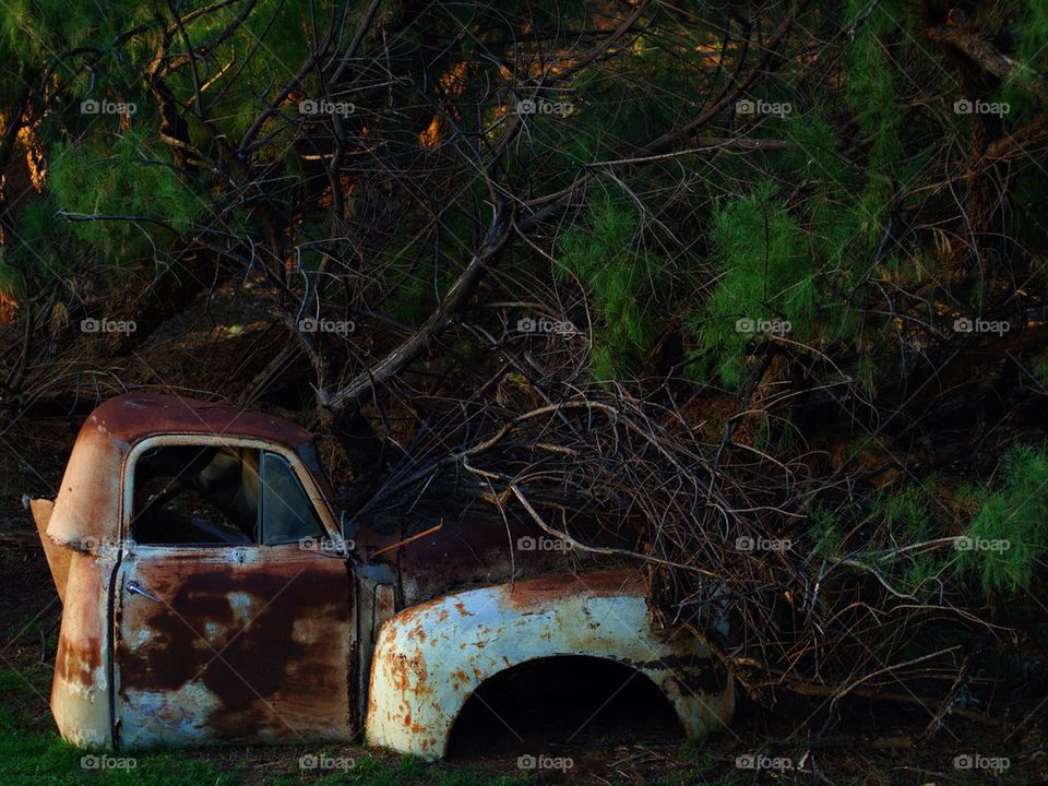 Tree Truck