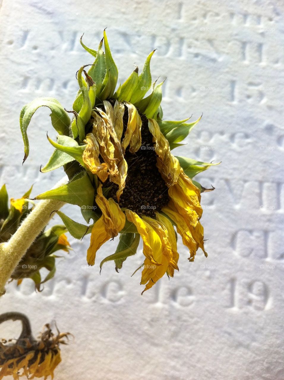 From death comes life