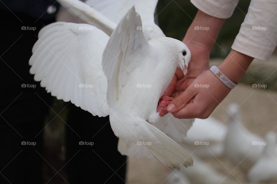Hand feeding a white dove
