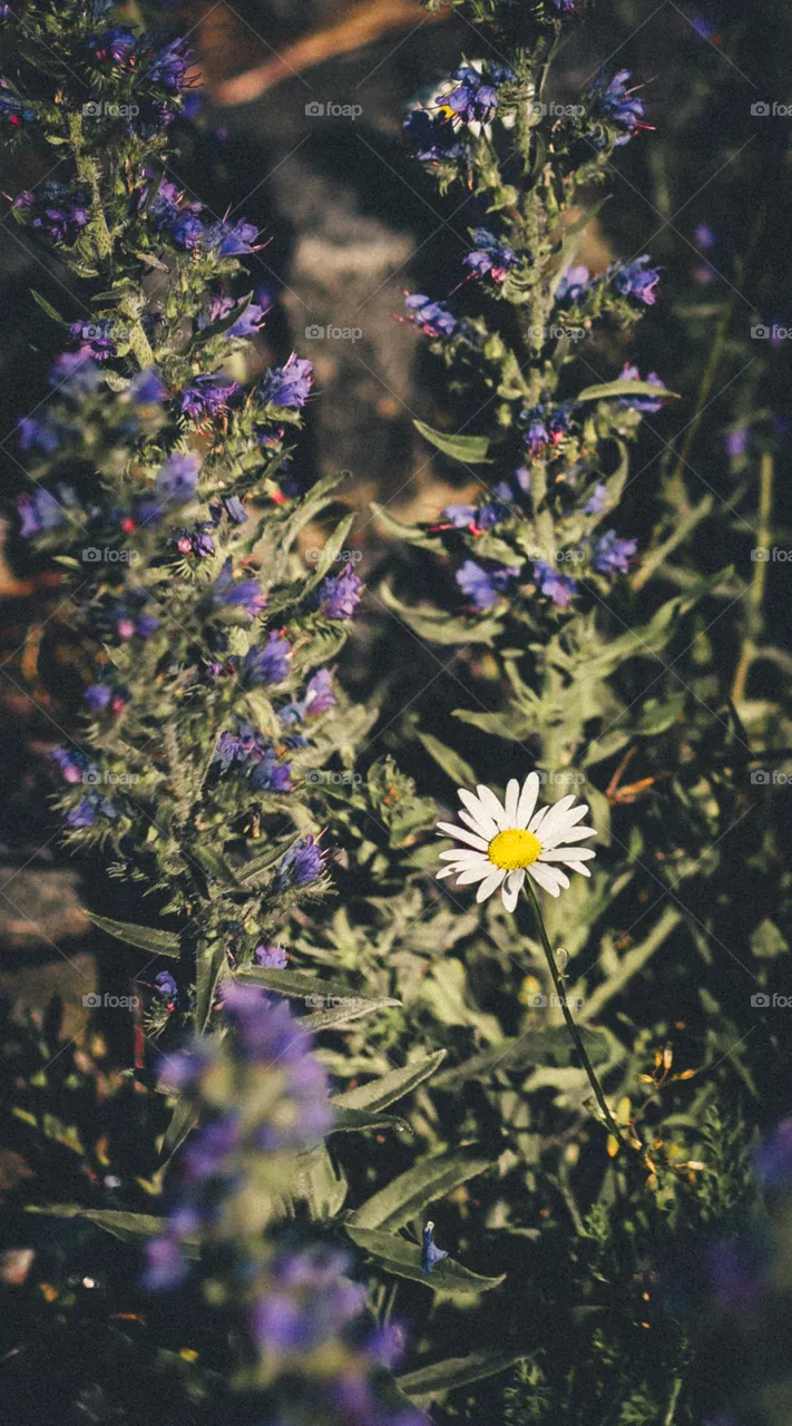 Flowers