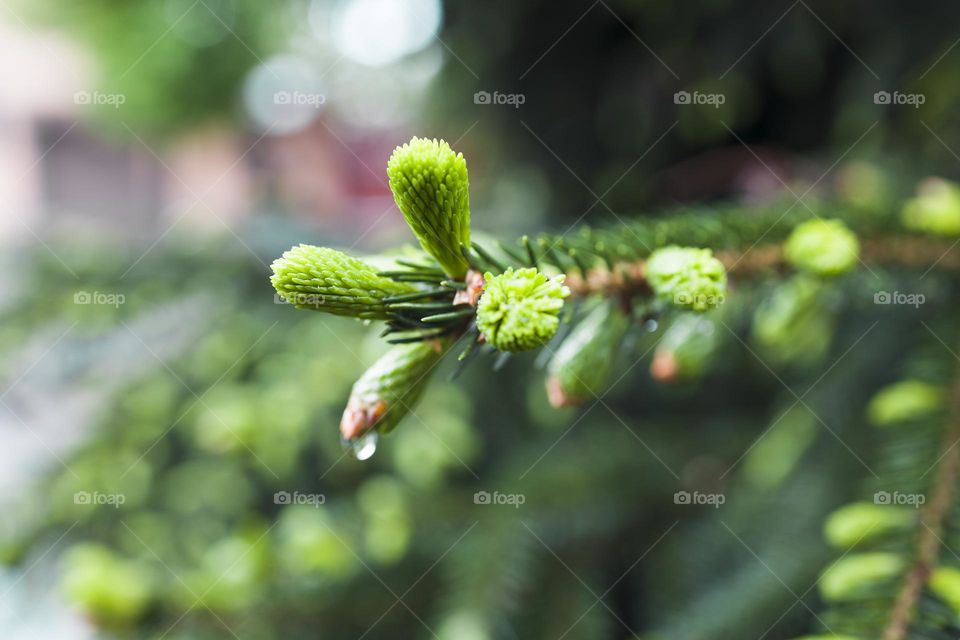 Close up view of wet Norway spruce (Picea abies) branches with young shoots during spring . Natural background