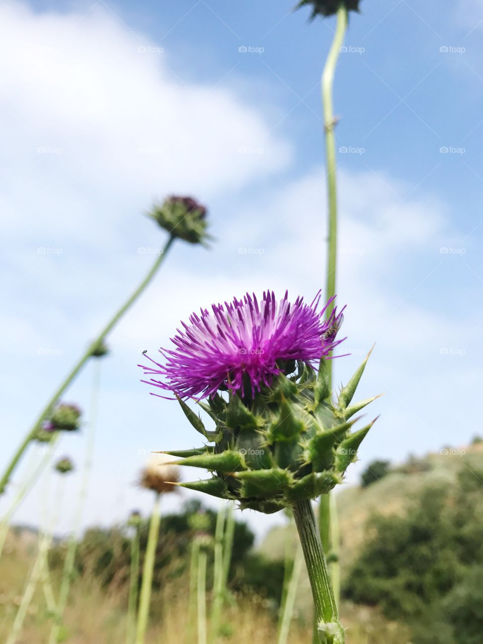Thistle 