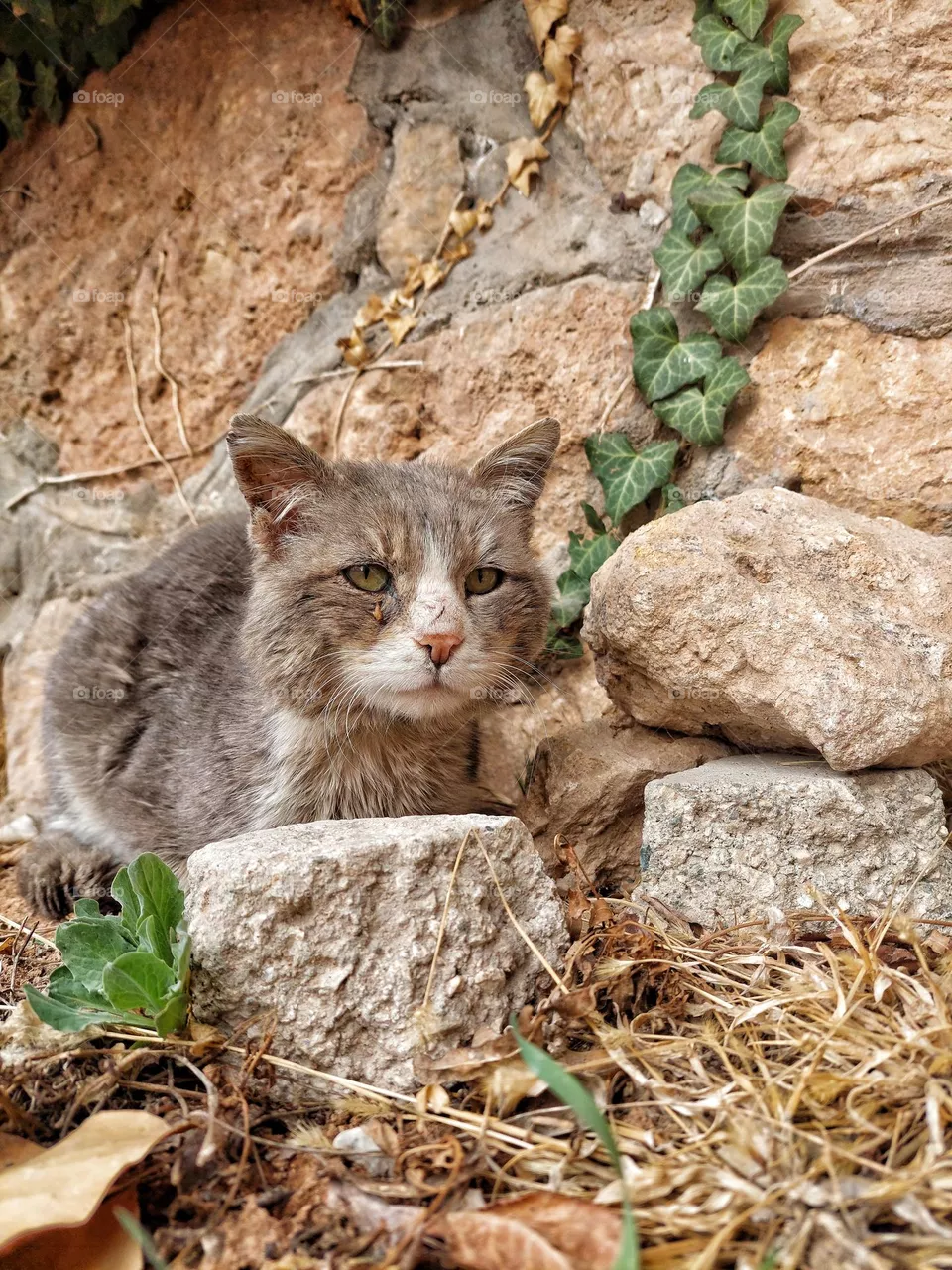 Grey cat 😍