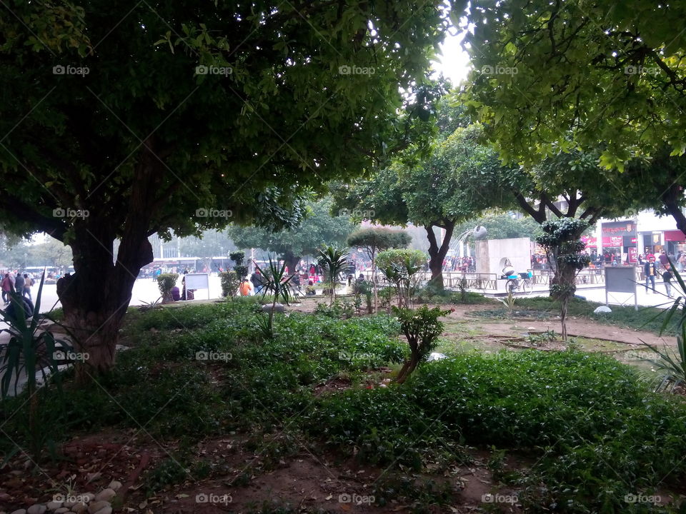 garden grass people tree