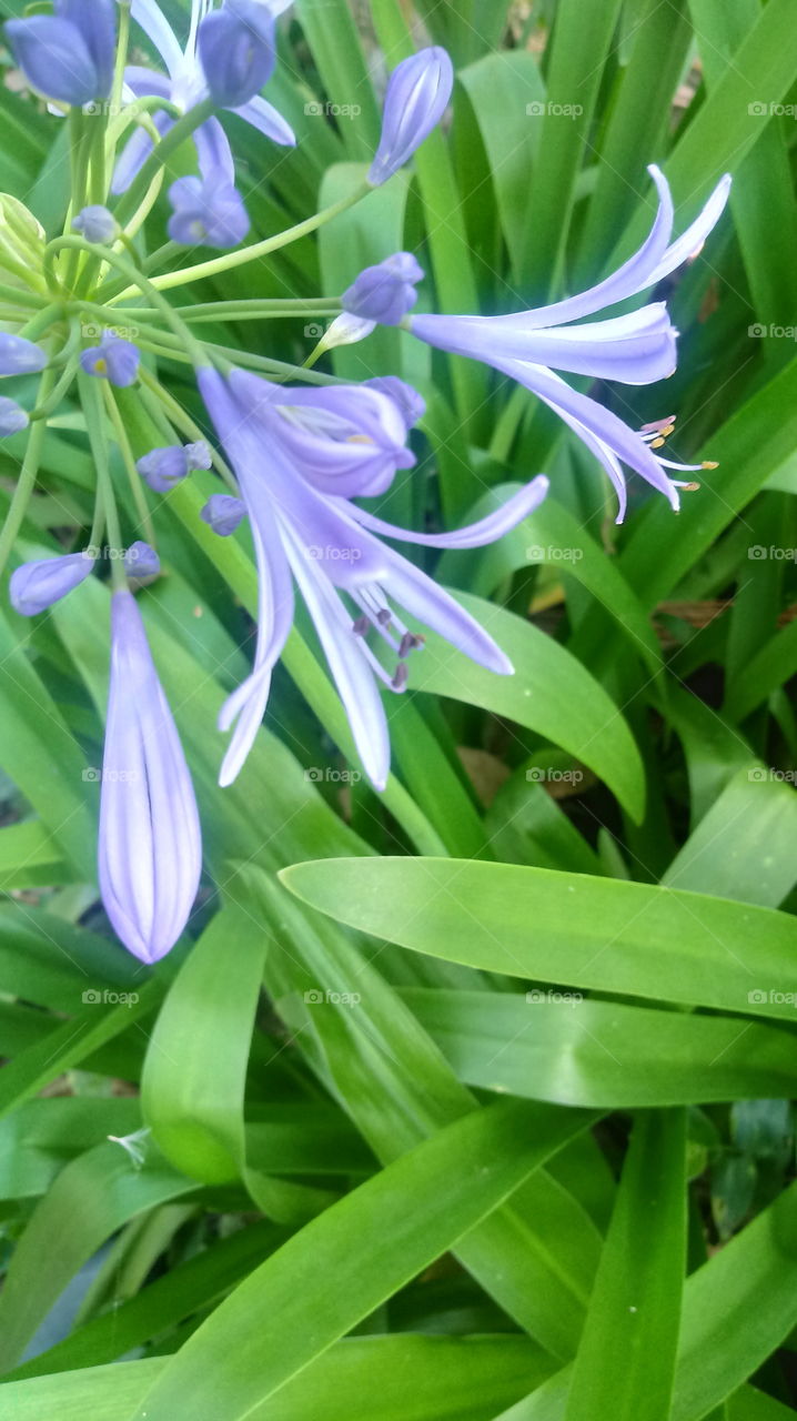 #Garten #Pflanzen #Blätter #Blumen