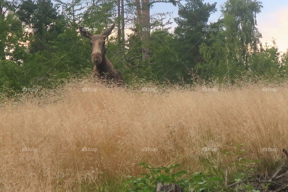 elk peek-a-boo
