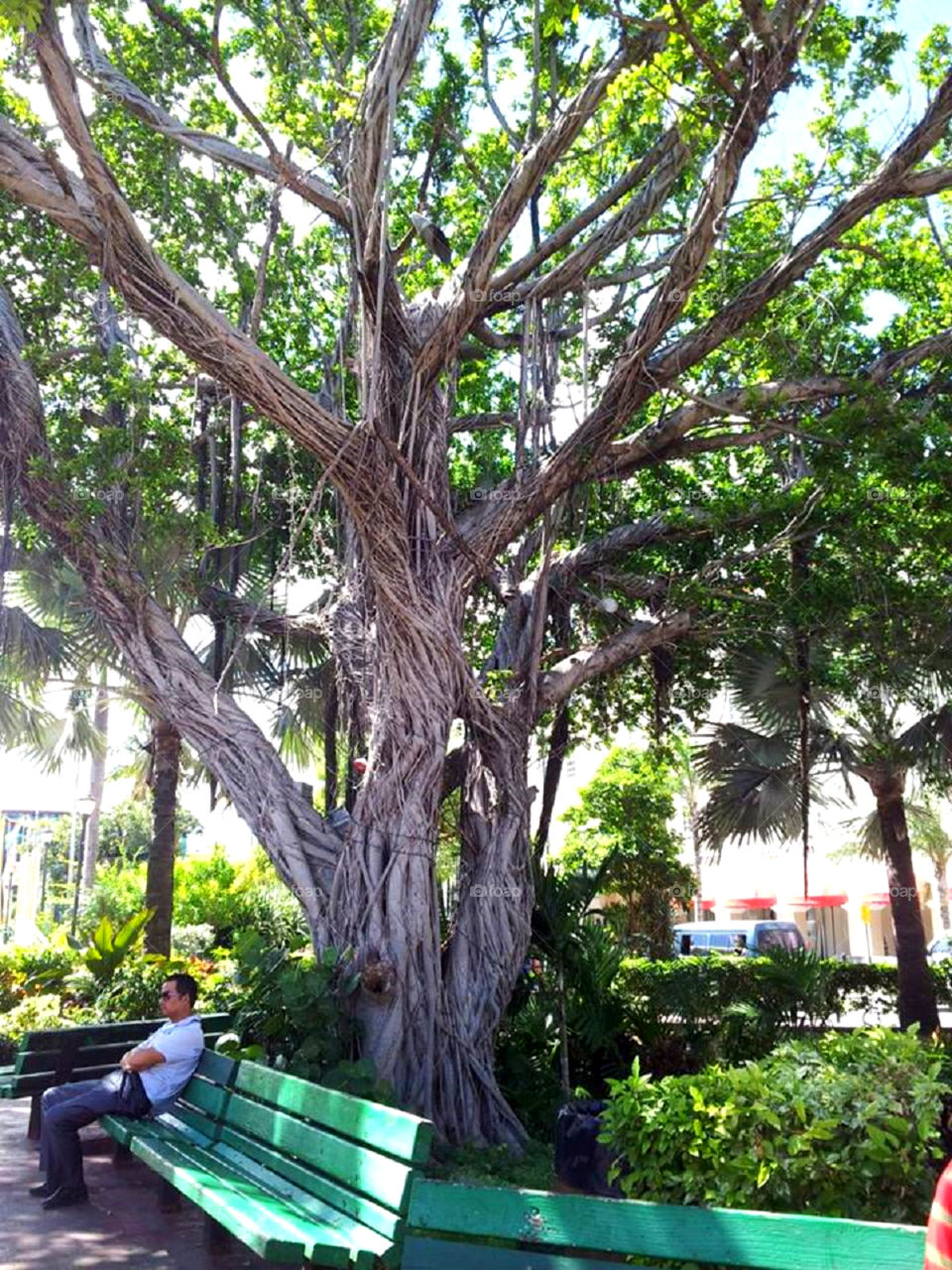  Bahamas tree. This tree was at the center of town at Nassau Bahamas