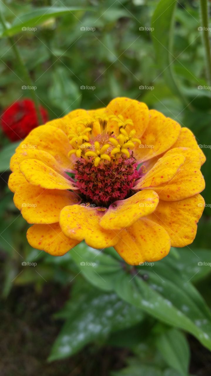 zinna