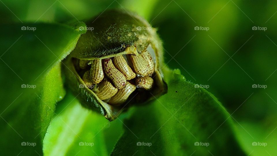 Green plant seeds ready to explode