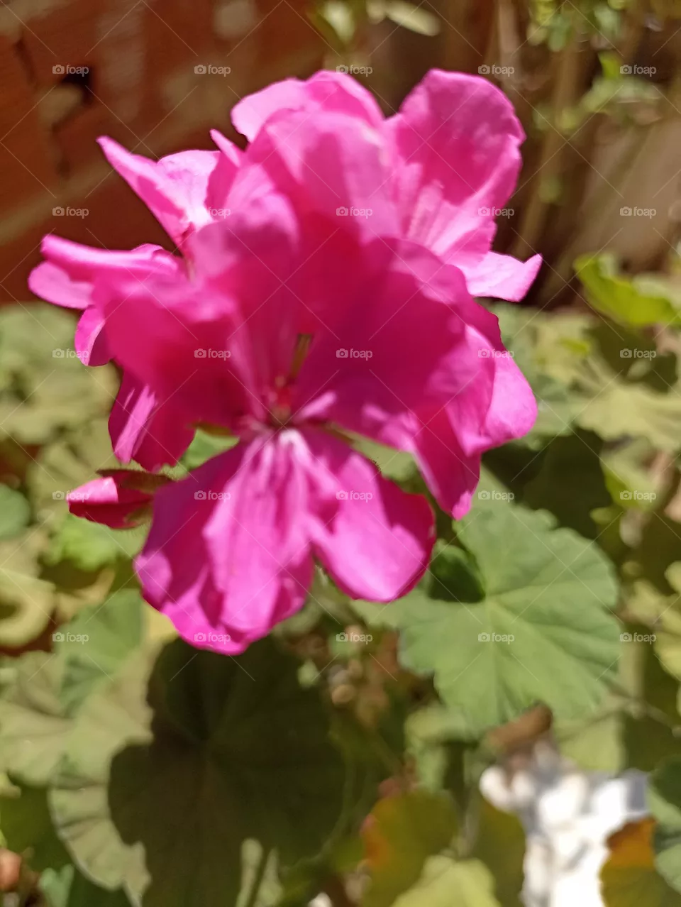 rosa