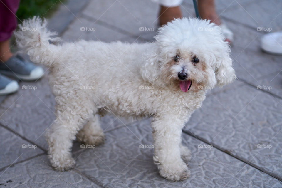 Side view of portrait dog