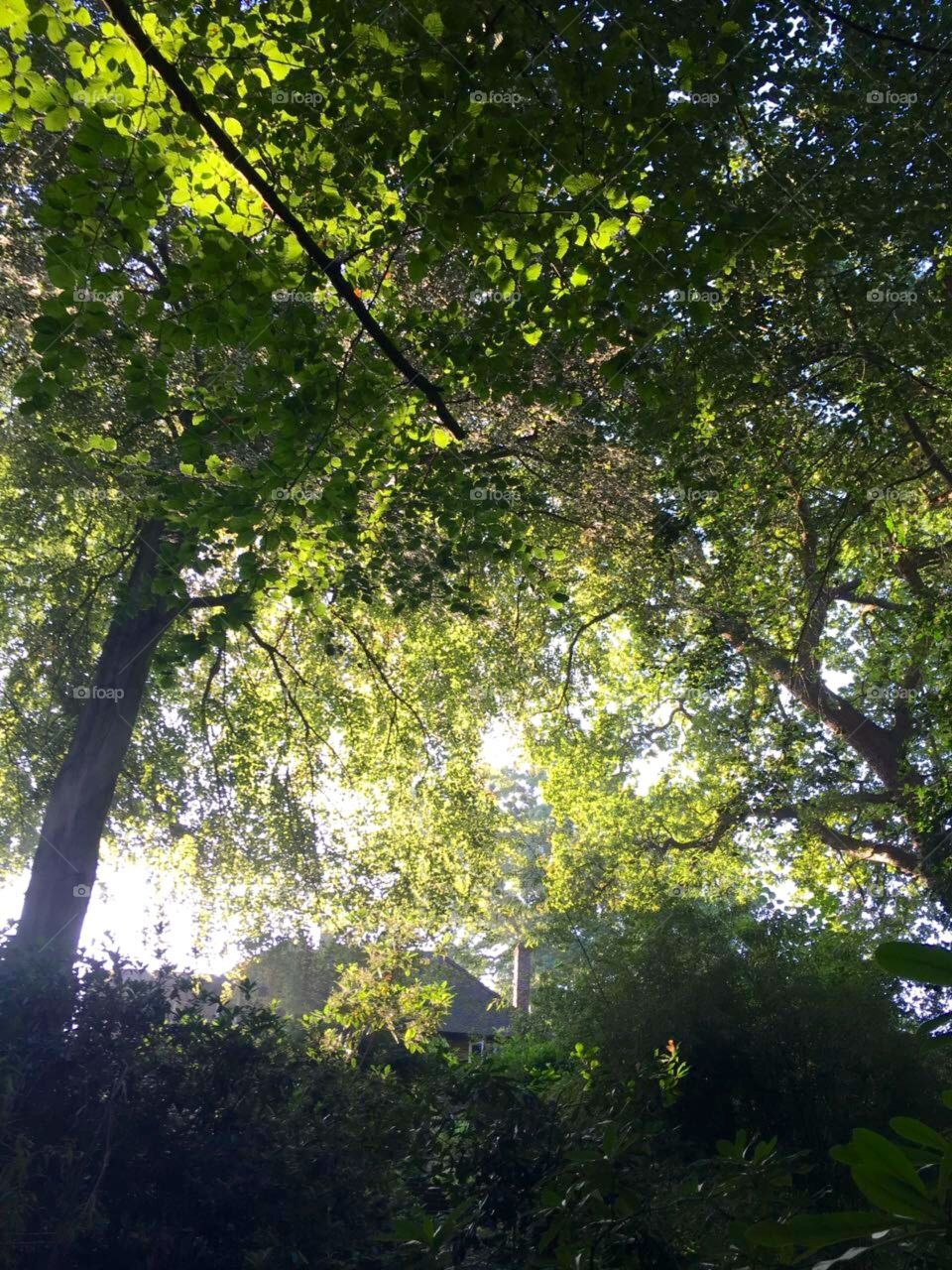 Beech trees in my garden, summer, Chertsey, Surrey, England