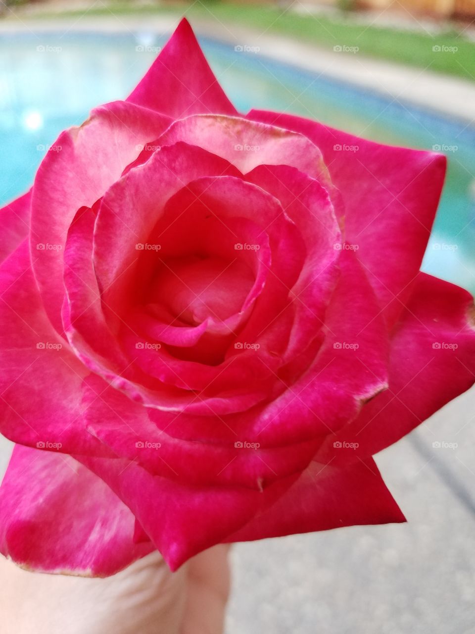 My rose! Vetrans honor