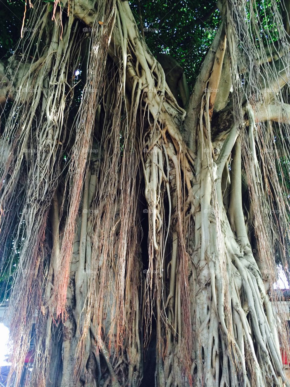 A aged old tree in Miami Florida on a vacation 