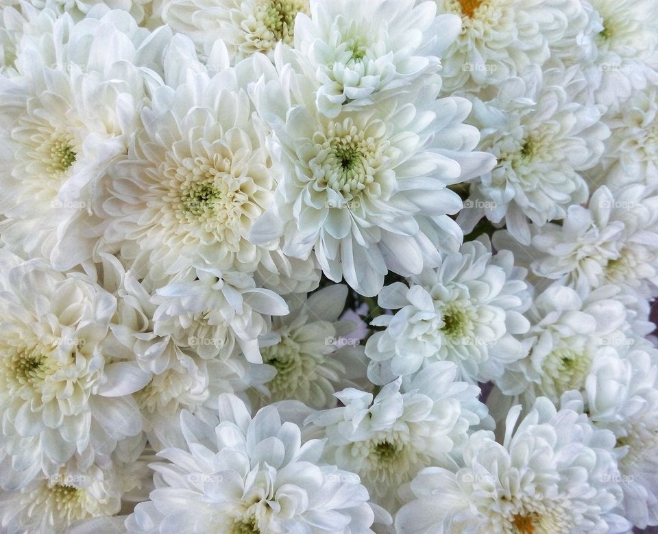 chrysanthemum flowers цветы хризантемы