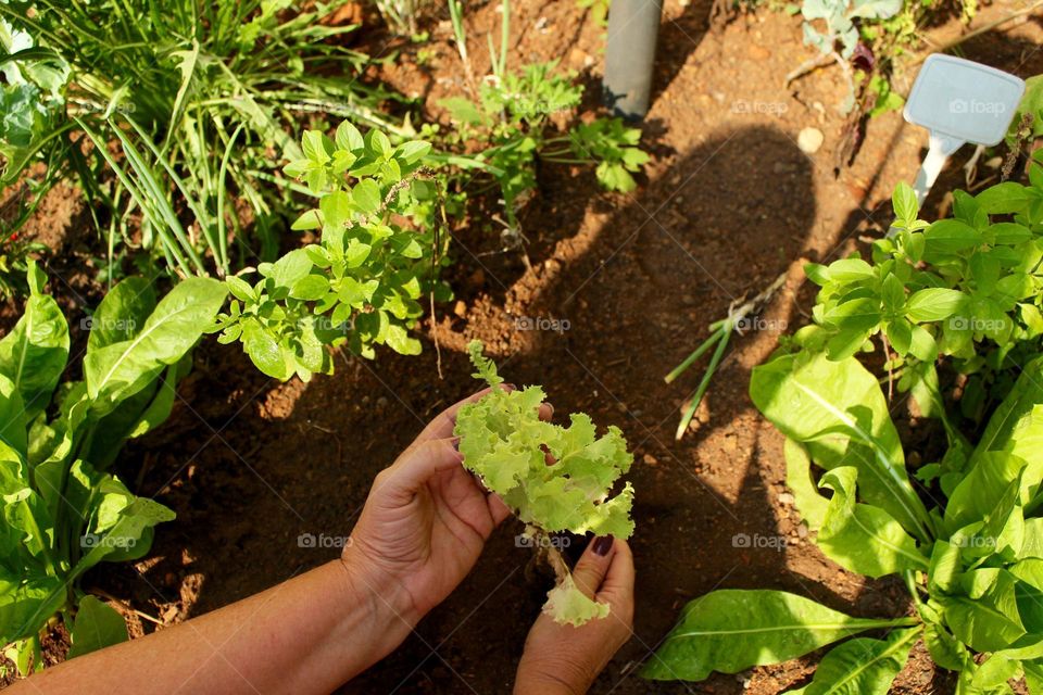 Home Garden 