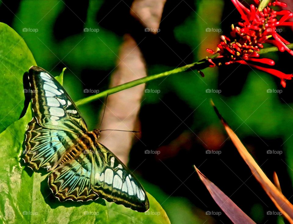 Blue Clipper Butterfly and Red Flower