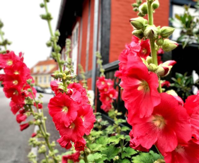 urban nature plants